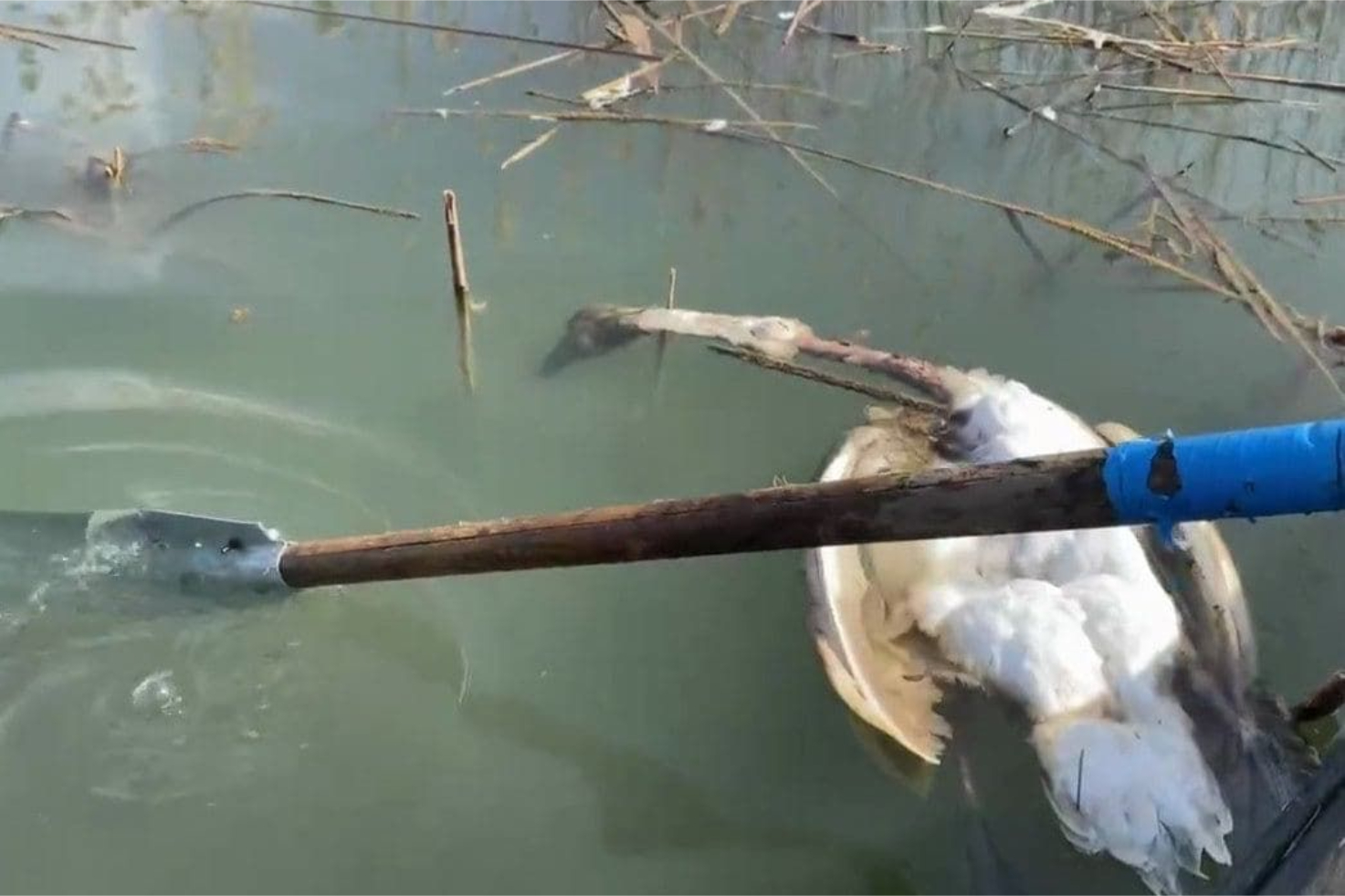  Массовая гибель лебедей на Днестре угроза водоснабжению Приднестровья