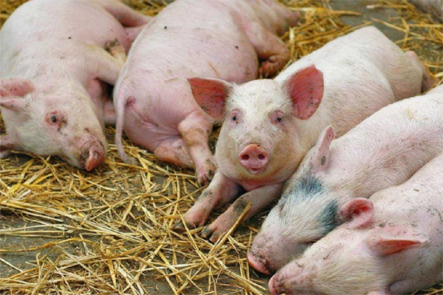 ПМР ограничила импорт свиноводческой продукции после выявления очага АЧС в Молдове